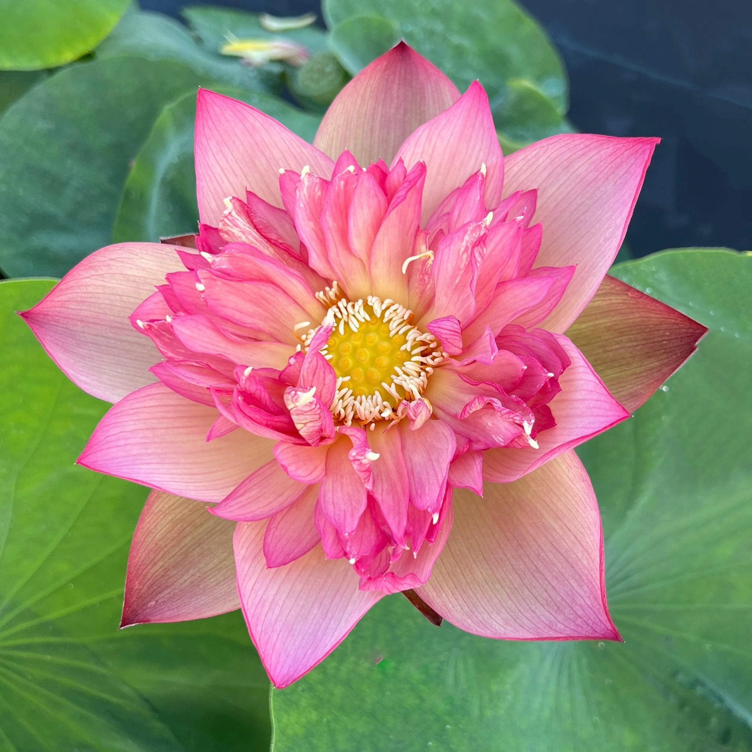 2024 Chinese Lark Lotus (Bare Root)