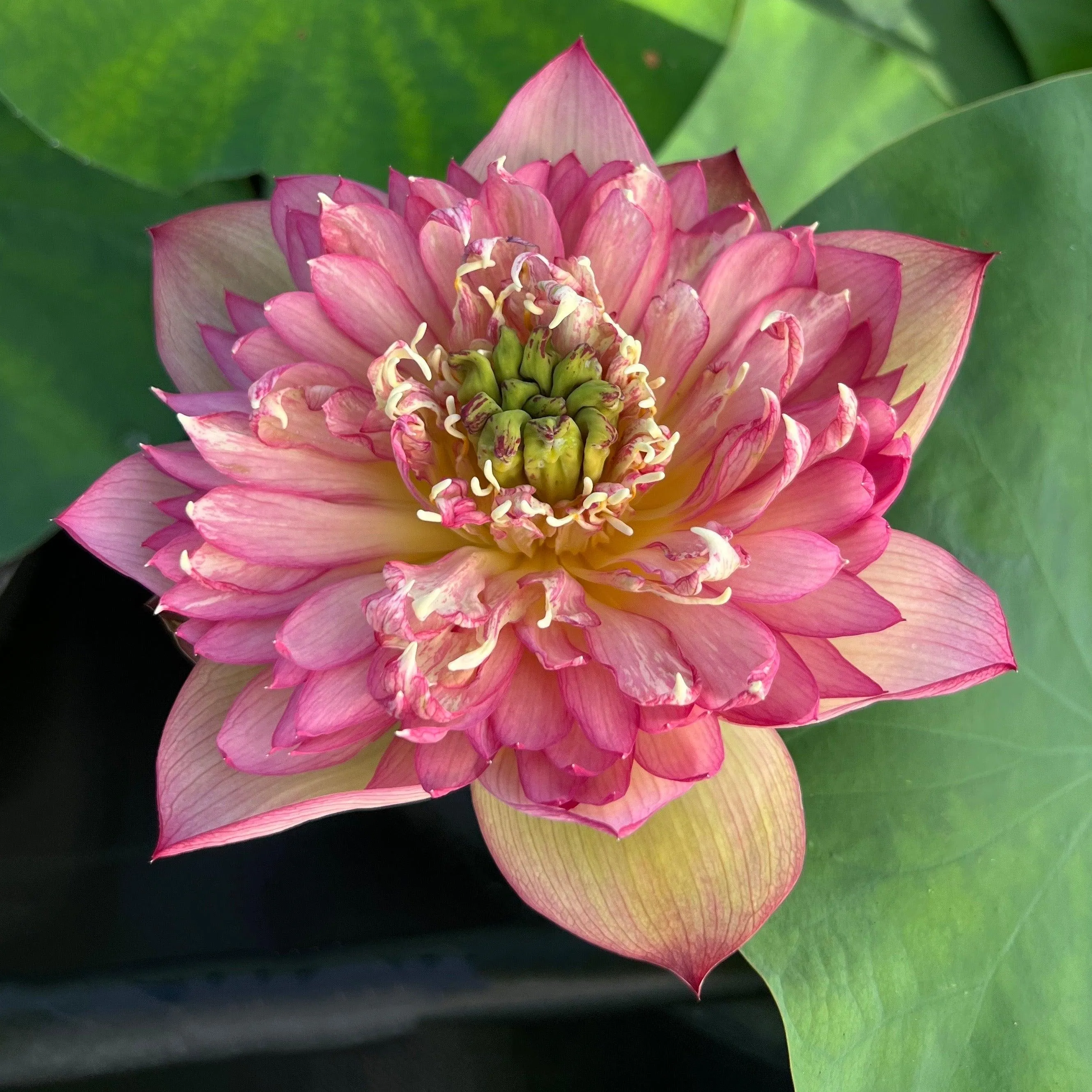 2024 Chinese Lark Lotus (Bare Root)