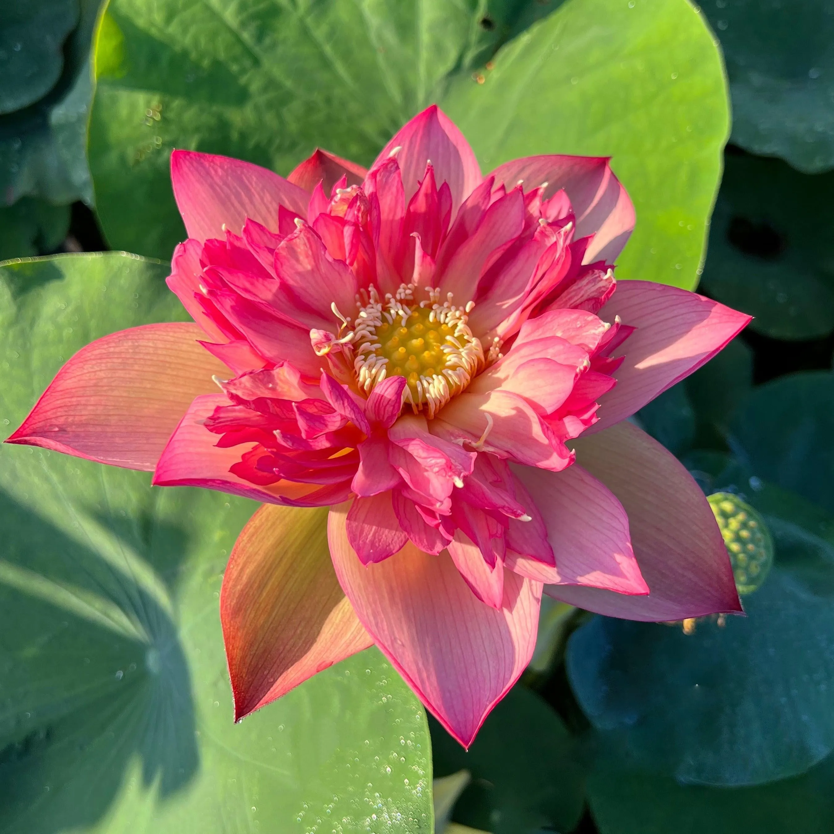 2024 Chinese Lark Lotus (Bare Root)