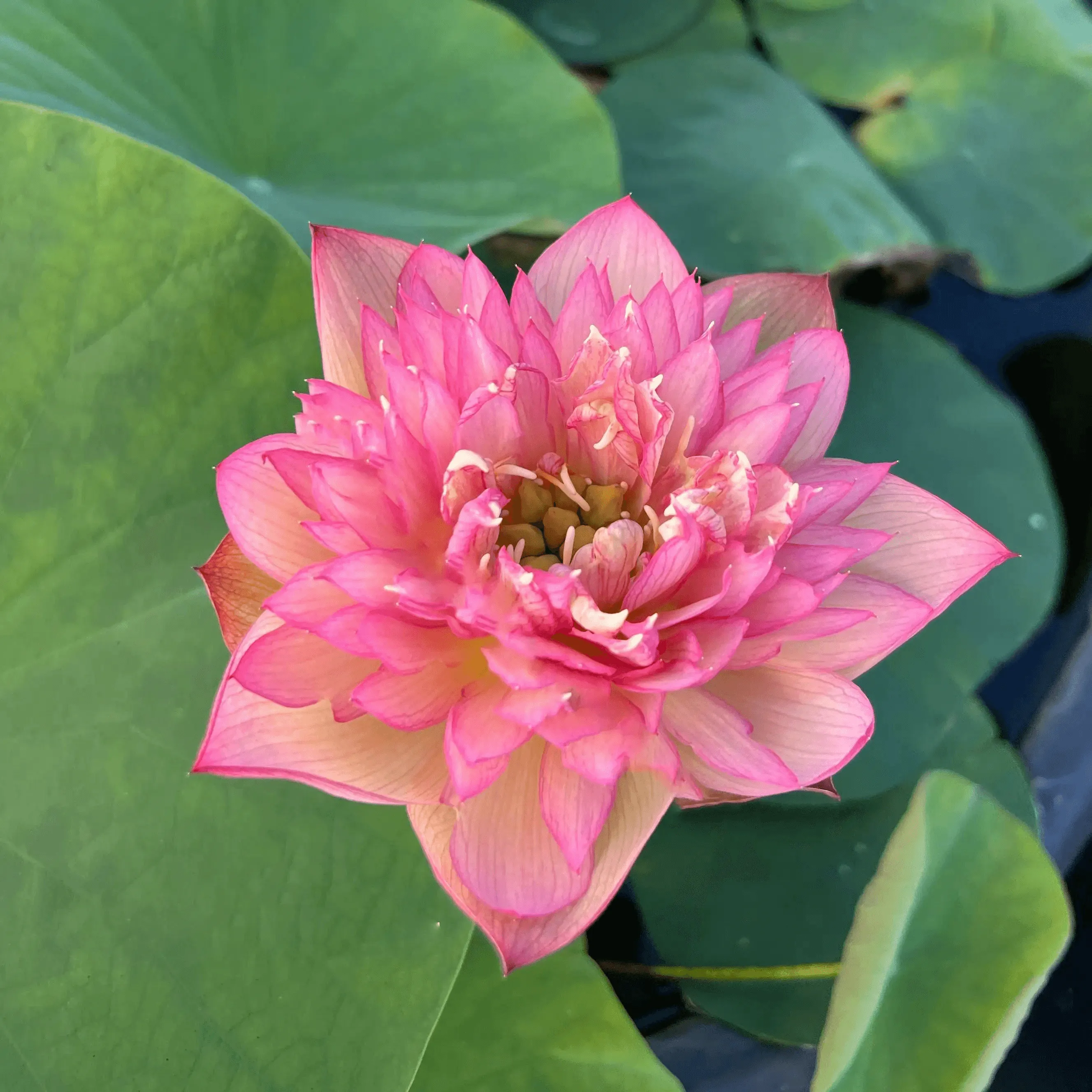 2024 Chinese Lark Lotus (Bare Root)