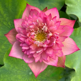 2024 Chinese Lark Lotus (Bare Root)