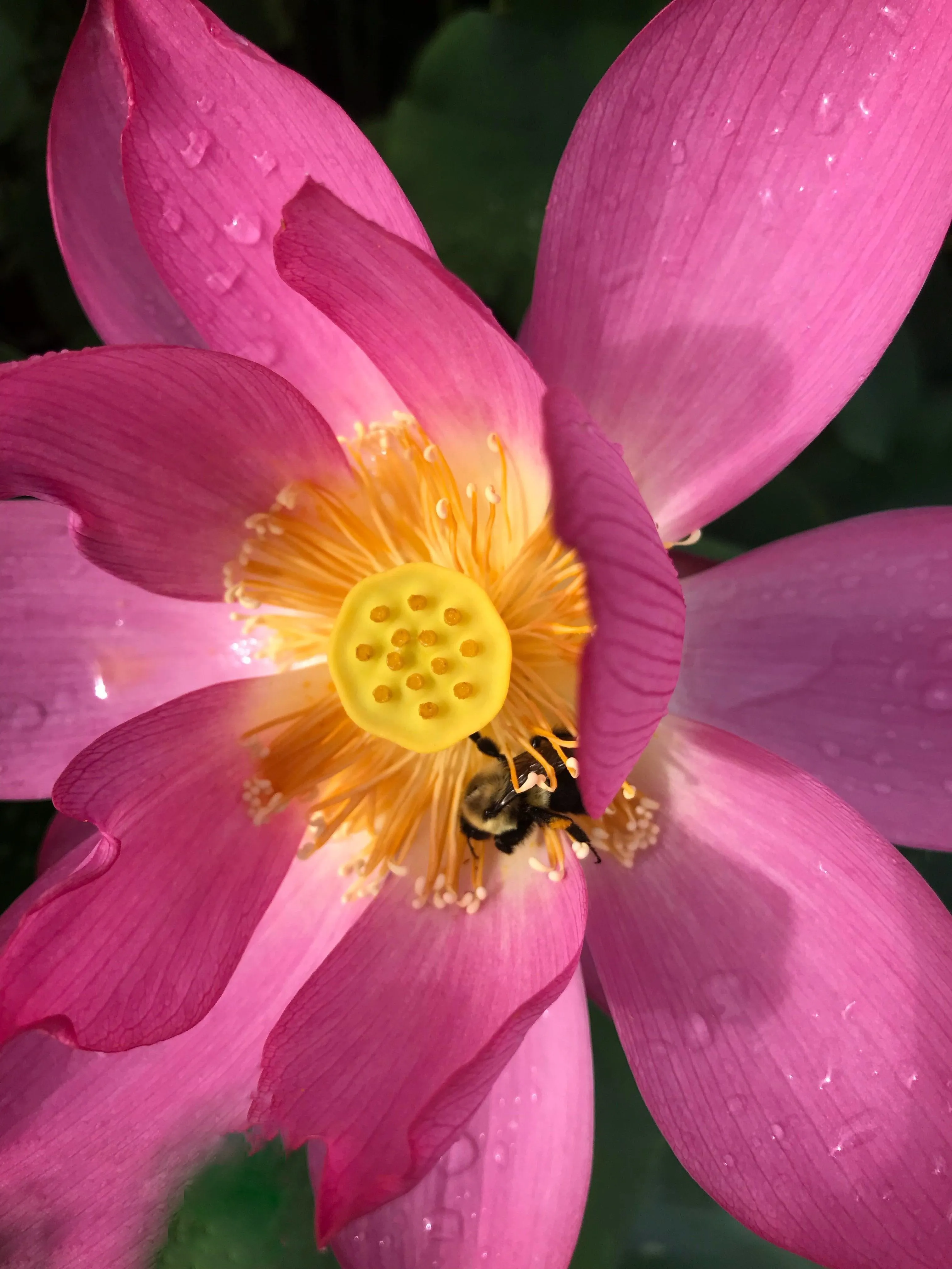 Bold Protector Lotus (Bare Root)