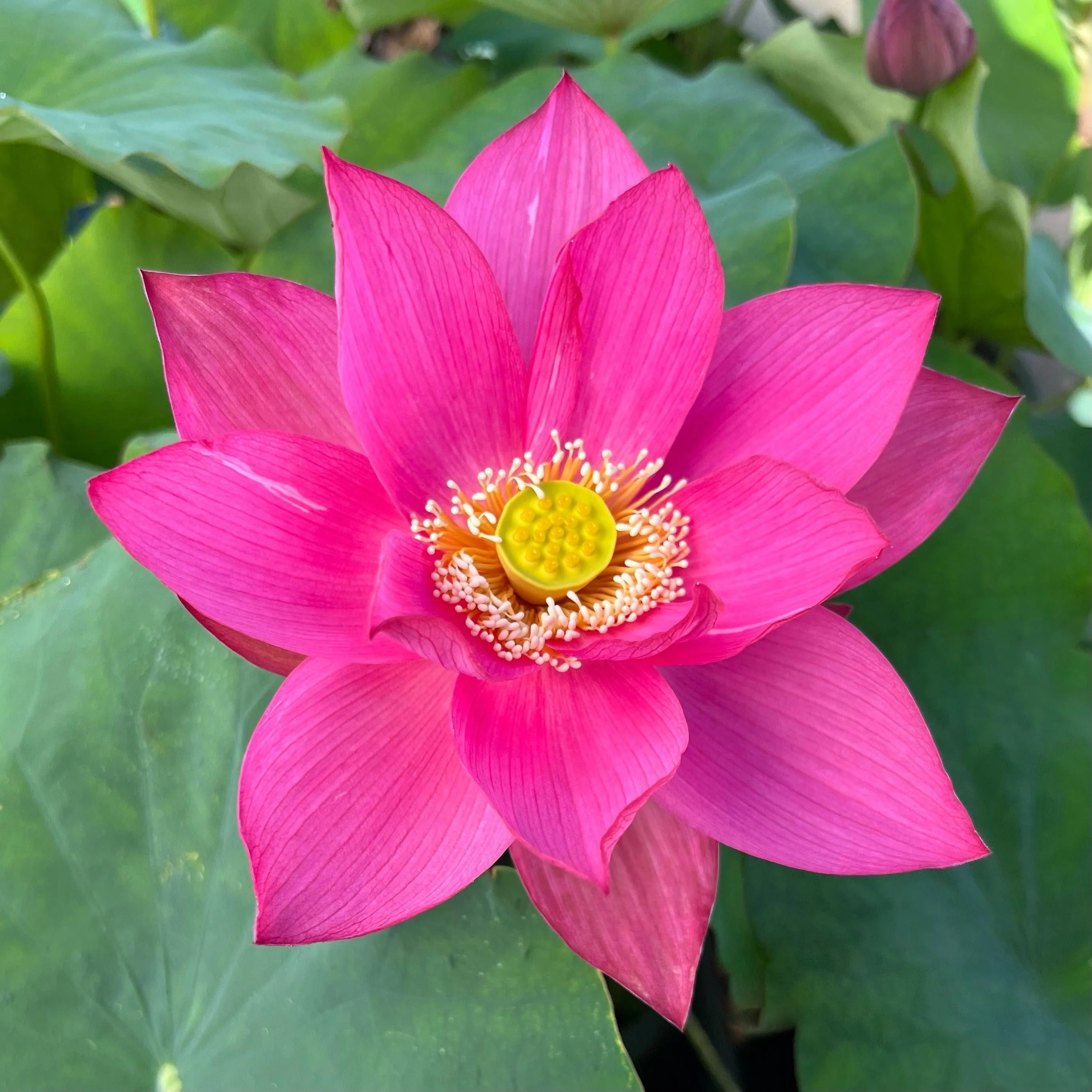 Bold Protector Lotus (Bare Root)