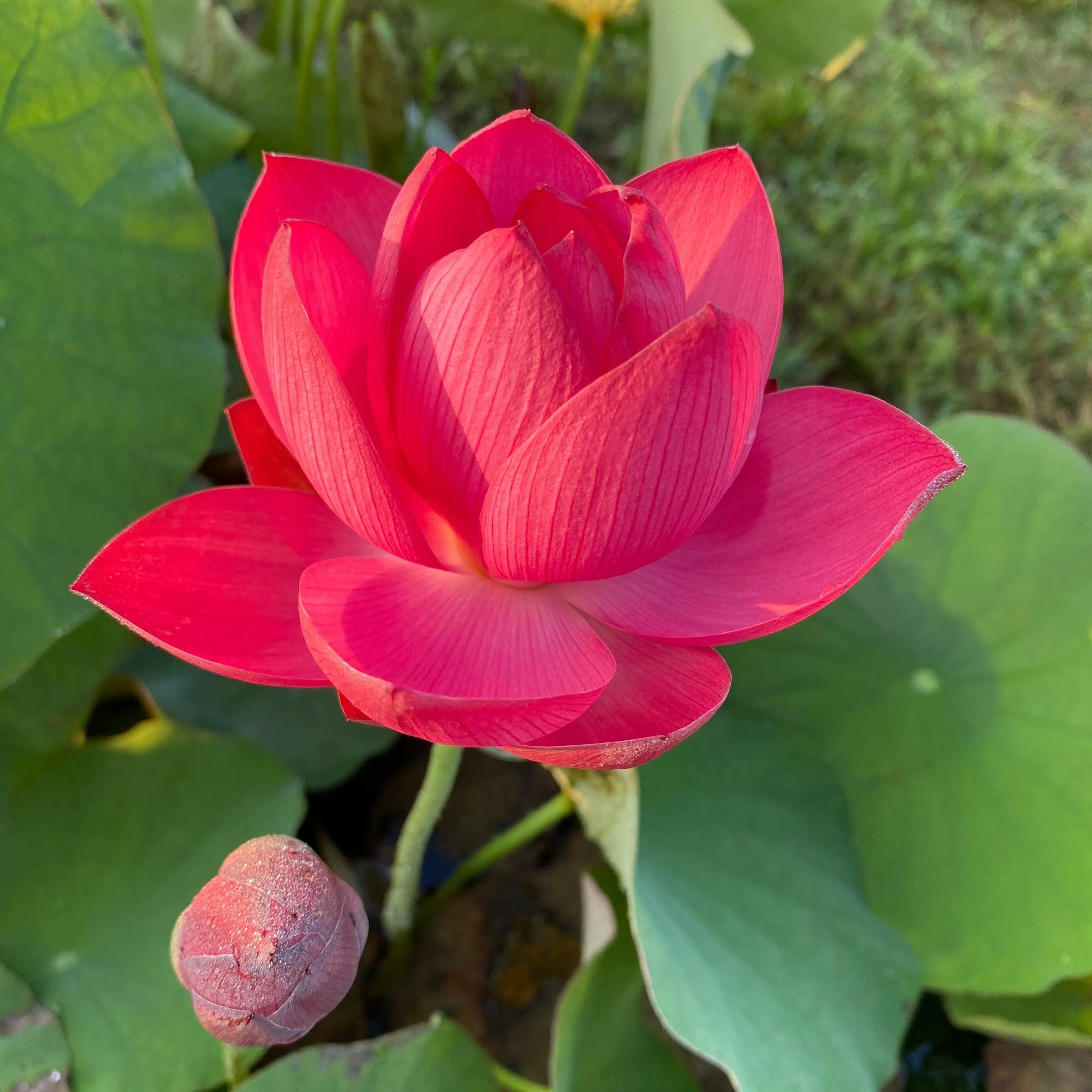 Bold Protector Lotus (Bare Root)