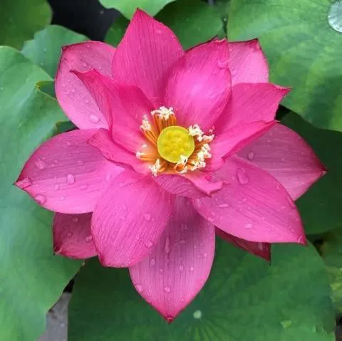 Bold Protector Lotus (Bare Root)