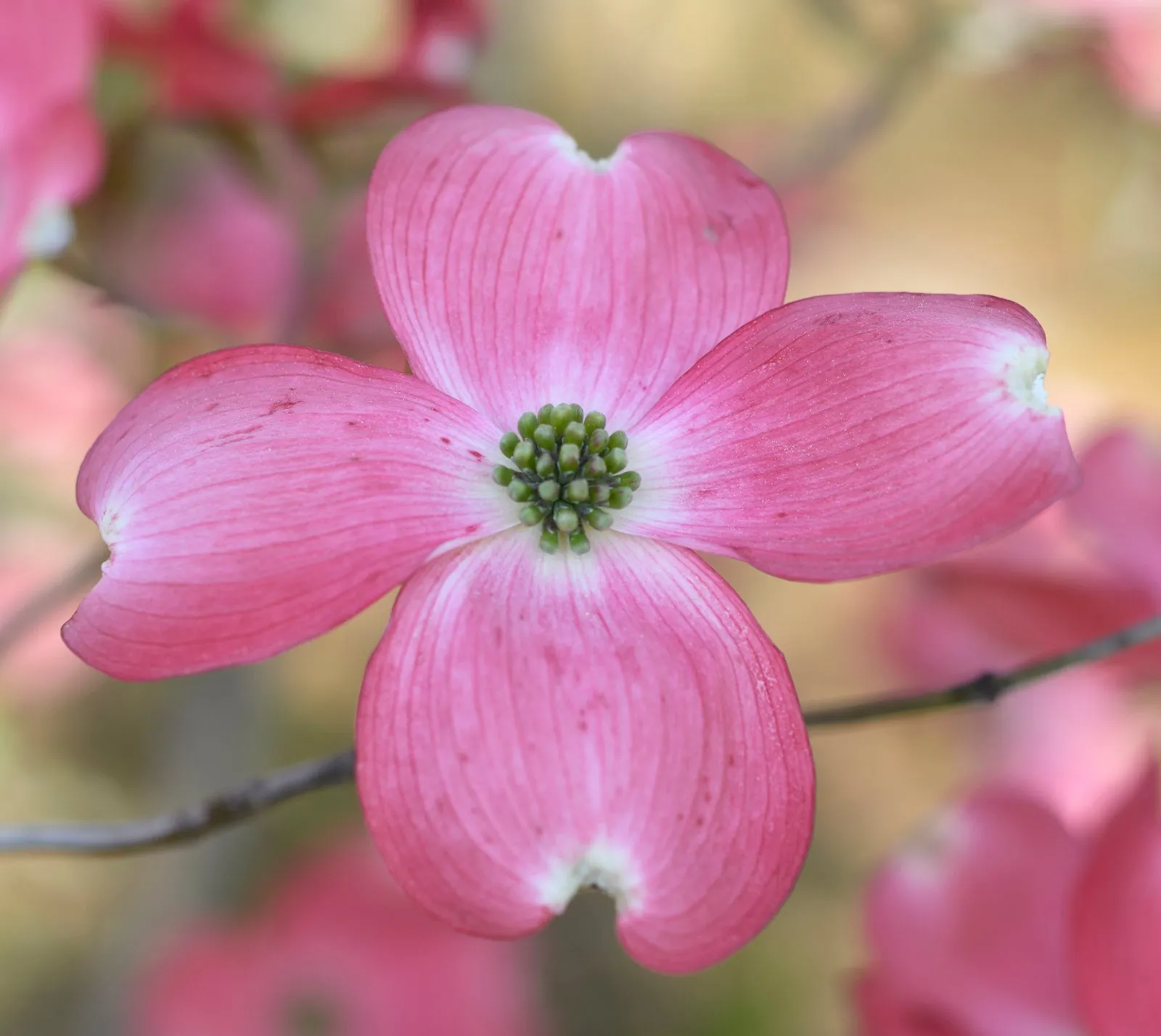 Flowering Dogwood - Cornus florida 'Comco No. 1'