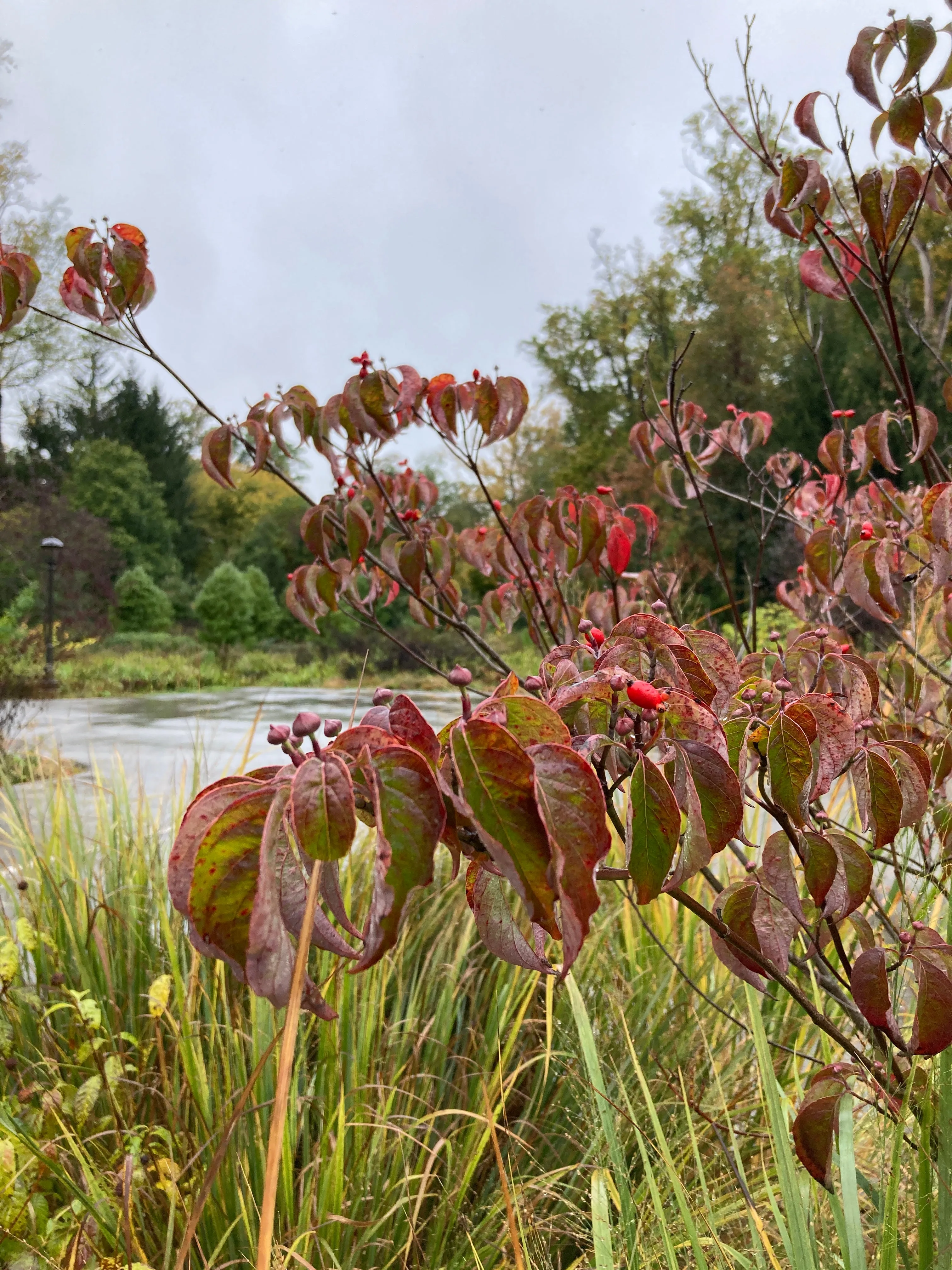 Flowering Dogwood - Cornus florida 'Comco No. 1'